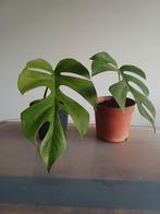 Rhaphidophora tetrasperma mint variegata (monstera minima), Autres espèces, En pot, Enlèvement ou Envoi, Moins de 100 cm