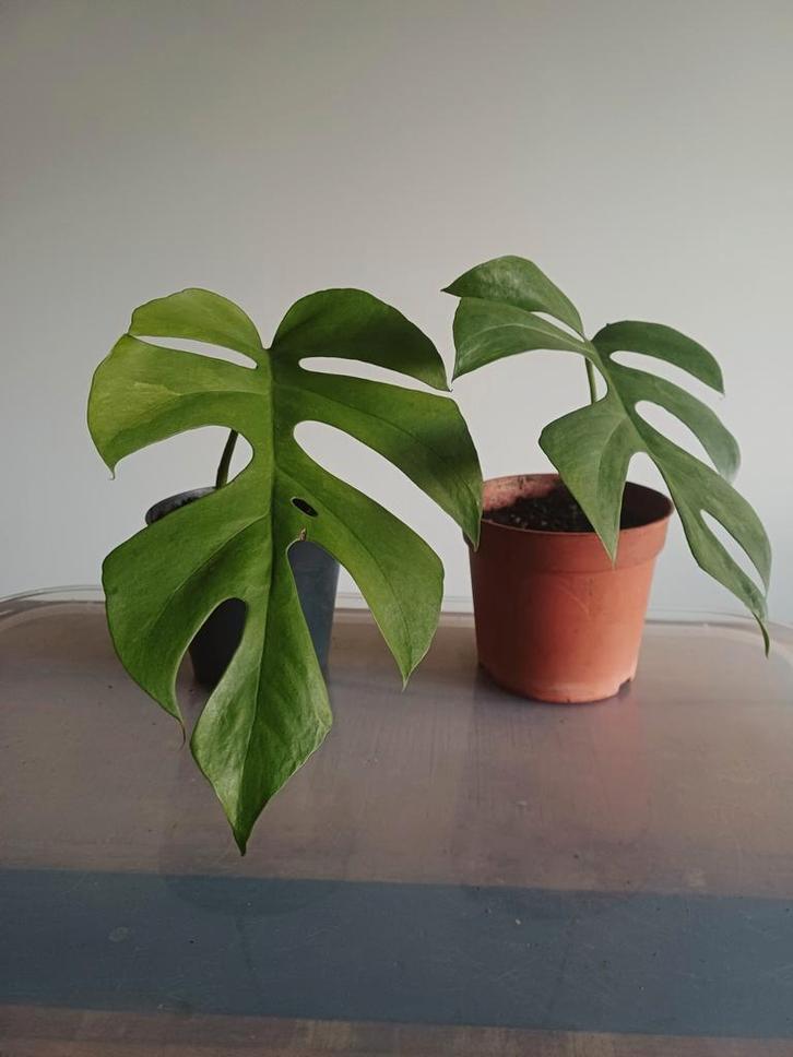 Rhaphidophora tetrasperma mint variegata (monstera minima), Maison & Meubles, Plantes d'intérieur, Autres espèces, Moins de 100 cm