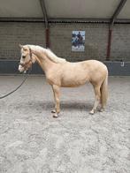 2 jarige palomino dressuur D-pony, Merrie, Gechipt, Dressuurpony, 0 tot 2 jaar