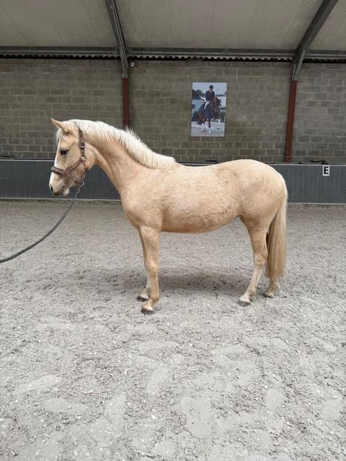 2 jarige palomino dressuur D-pony, Dieren en Toebehoren, Pony's, Merrie, Onbeleerd, D pony (1.37m tot 1.48m), Dressuurpony, 0 tot 2 jaar
