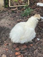 Poule de soie, Animaux & Accessoires, Volatiles