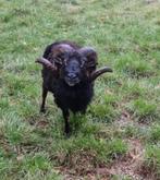 Soay, Animaux & Accessoires, Moutons, Chèvres & Cochons, Mouton, 6 ans ou plus