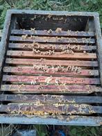 Bijenvolken met kast. Wegens ingebruikname nieuw kasttype., Dieren en Toebehoren, Insecten en Spinnen