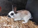 2 mannetjes konijnen te koop., Dieren en Toebehoren, Konijnen