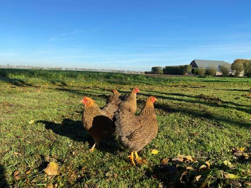 Jonge Wyandotte krielkippen gesekst en ingeënt veel kleuren, Animaux & Accessoires, Volatiles, Poule ou poulet, Femelle