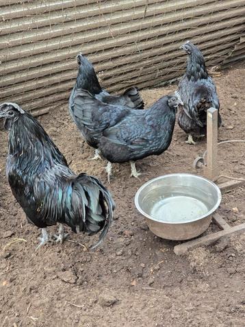 Broedeieren van ayam cemani beschikbaar voor biedingen