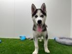 Siberische Husky pups, België, Reu, CDV (hondenziekte), 8 tot 15 weken