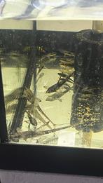 Sturisoma, Vis, Zoetwatervis