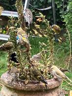 Europesche sijzen, Dieren en Toebehoren, Vogels | Overige Vogels, Wildzangvogel, Geringd