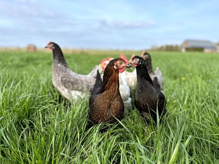 Jonge tamme groenleggers kippen te koop gesekst en ingeënt, Dieren en Toebehoren, Pluimvee, Kip, Vrouwelijk