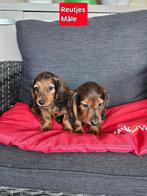 langhaar teckel pups, Dieren en Toebehoren, Honden | Teckels en Dashonden, België, Reu, CDV (hondenziekte), 8 tot 15 weken