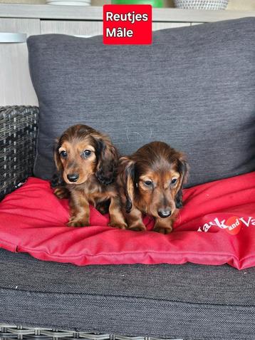 langhaar teckel pups beschikbaar voor biedingen