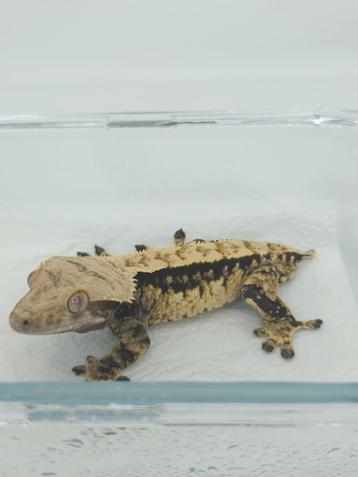 Harlequin wimpergekko man  beschikbaar voor biedingen
