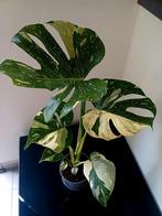 Monstera white snow, Huis en Inrichting, Ophalen of Verzenden