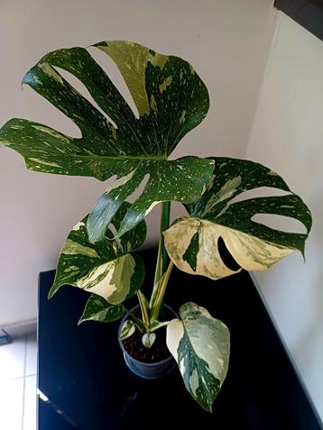 Monstera white snow beschikbaar voor biedingen