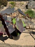 Taro of zwart magisch olifantenoor, rest 1, Volle zon, Vaste plant, Bloeit niet, Ophalen