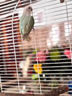 Dwergpapagaai/apagornis, Dieren en Toebehoren, Geslacht onbekend, Dwergpapegaai of Agapornis, Tam