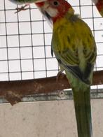 Golden rosella, Dieren en Toebehoren, Mannelijk, Parkiet, Geringd