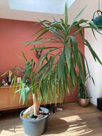 Yucca, Tuin en Terras, Planten | Bomen, Ophalen, 100 tot 250 cm