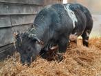 Gezocht billeman stiertjes vaarsjes, Dieren en Toebehoren, Runderen