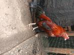 Shamo aseel haan te koop, Dieren en Toebehoren, Pluimvee, Mannelijk, Kip