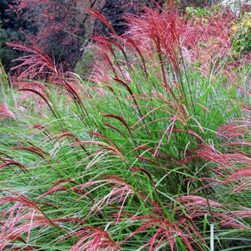 Miscanthus Red Chief beschikbaar voor biedingen