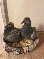 Jonge duiven, Dieren en Toebehoren, Vogels | Duiven