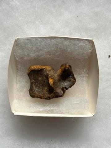 Dinosaurus wervel uit Marokko beschikbaar voor biedingen