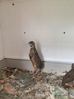 Harlekijn kwartel, Dieren en Toebehoren