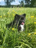 Dwergkees/ kleinkees pomeriaan, Dieren en Toebehoren, België, Keeshond, Reu, CDV (hondenziekte)