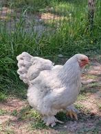 Brahma kippen, haan, kuikens te koop Isabel