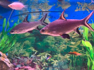 Aquarium  beschikbaar voor biedingen