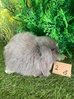 Nederlands hangoorkonijntje/ mini lop, Dieren en Toebehoren, Konijnen, Hangoor
