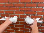 2 jonge sierduiven, Geslacht onbekend, Overige soorten