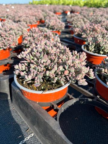 Sedum cauticola ‘Robustum’ P10,5cm beschikbaar voor biedingen