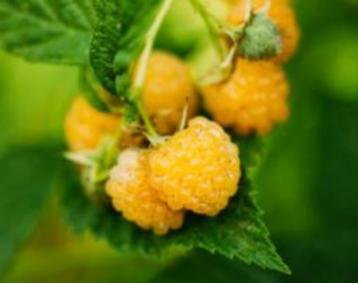Frambozenplanten beschikbaar voor biedingen