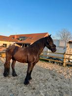 Halve stal Zemst, Dieren en Toebehoren