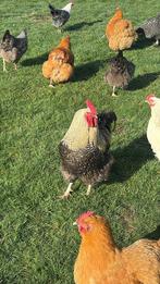 Leghen hanen, Dieren en Toebehoren, Pluimvee, Kip