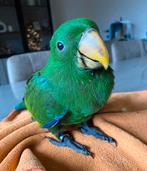Handtamme Edelpapegaai, Mâle, Perroquet, Parleur