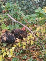 Cochin kriel goud zwart gezoomd haantjes, Dieren en Toebehoren