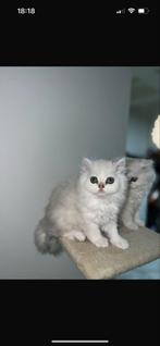 Britse langhaar kittens, met stamboom, Dieren en Toebehoren, Katten en Kittens | Raskatten | Langhaar, Kater, Gechipt, 0 tot 2 jaar