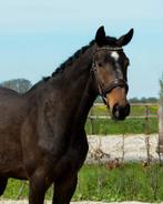 brave 3jr Mans x VDL Glasgow vh Merelsnest, Dieren en Toebehoren, Springpaard, Gechipt, Ruin, Zadelmak