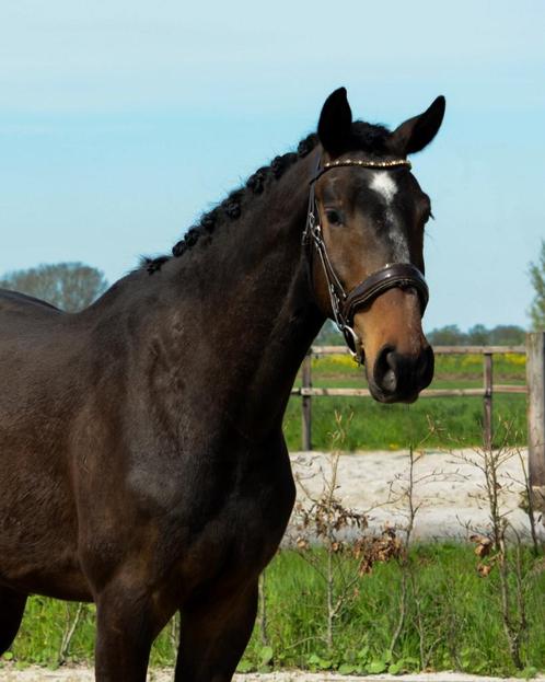 brave 3jr Mans x VDL Glasgow vh Merelsnest, Dieren en Toebehoren, Paarden, Ruin, Zadelmak, 165 tot 170 cm, 3 tot 6 jaar, Springpaard