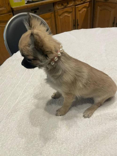 chihuahua pups t.cup & mini raszuiver zeer mooie ! kleintjes, Dieren en Toebehoren, Honden | Chihuahua's en Gezelschapshonden