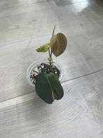 Philodendron Micans Variegata, Ophalen of Verzenden