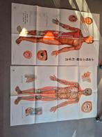 Originele vintage set acupunctuur posters., Enlèvement