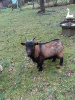 dwerggeit bokje, Dieren en Toebehoren, Mannelijk, Geit, 0 tot 2 jaar