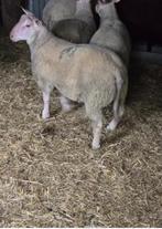 Mâles pur charolais, Animaux & Accessoires, Moutons, Chèvres & Cochons, Mâle, Mouton, 0 à 2 ans