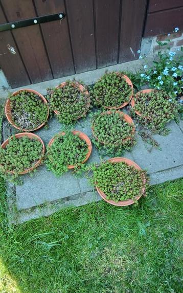 Sedum Coral carpet in schaal, Mortsel beschikbaar voor biedingen
