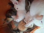 Dwergkonijn van 2 maanden oud te koop, Meerdere dieren, Dwerg, 0 tot 2 jaar